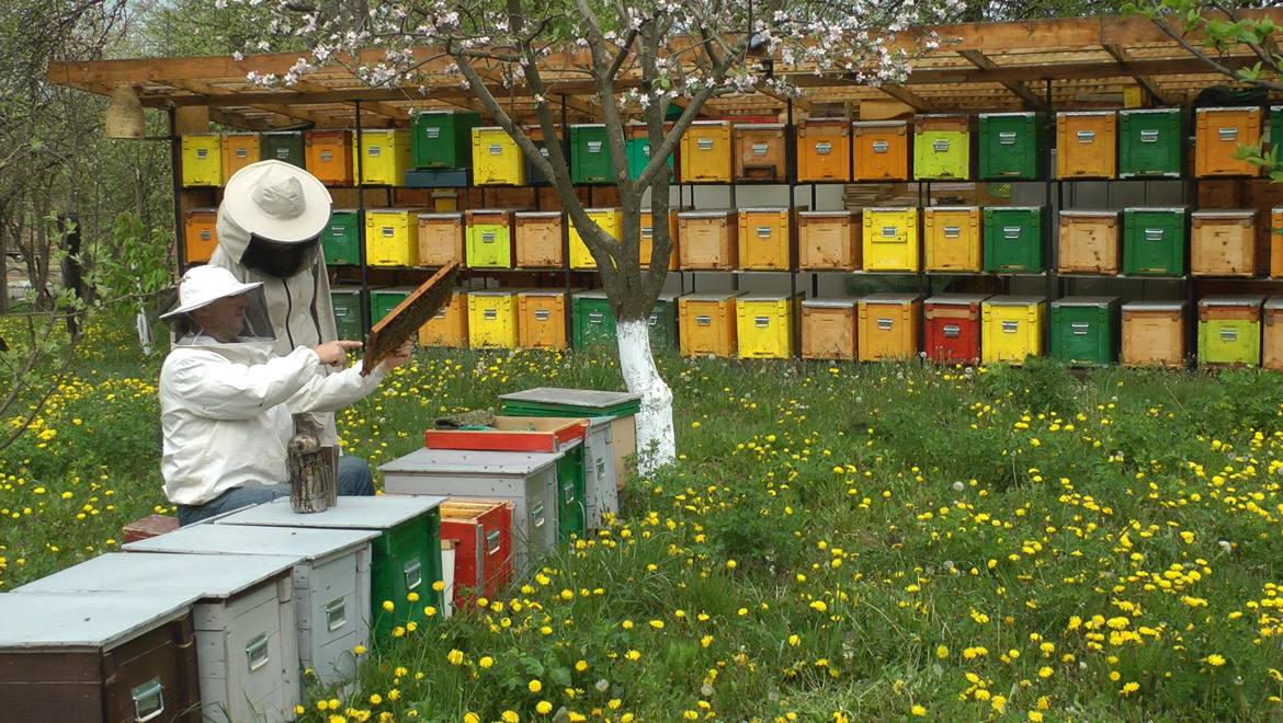 méh beporzók háziméh méhek napja intelligens állatok