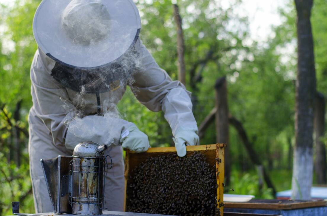 méh beporzók háziméh méhek napja intelligens állatok