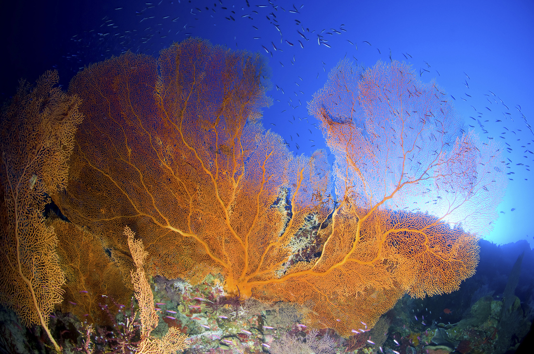 természet környezetvédelem klímaváltozás korallsziget