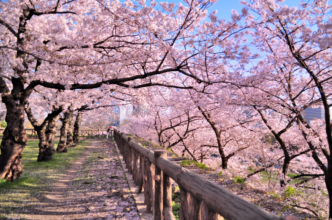  Japán sakura cseresznyevirágzás 