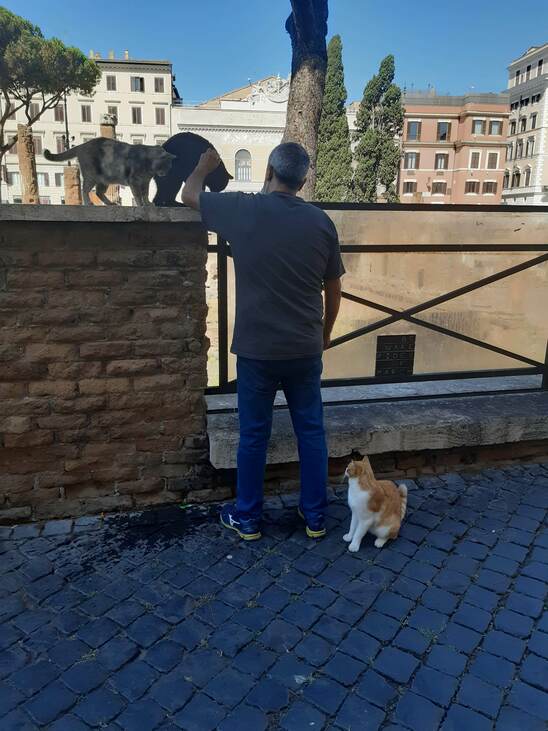 macskák róma julius caesar largo di torre argentina