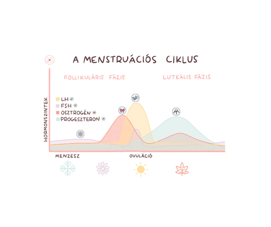 menstruáció ciklus első