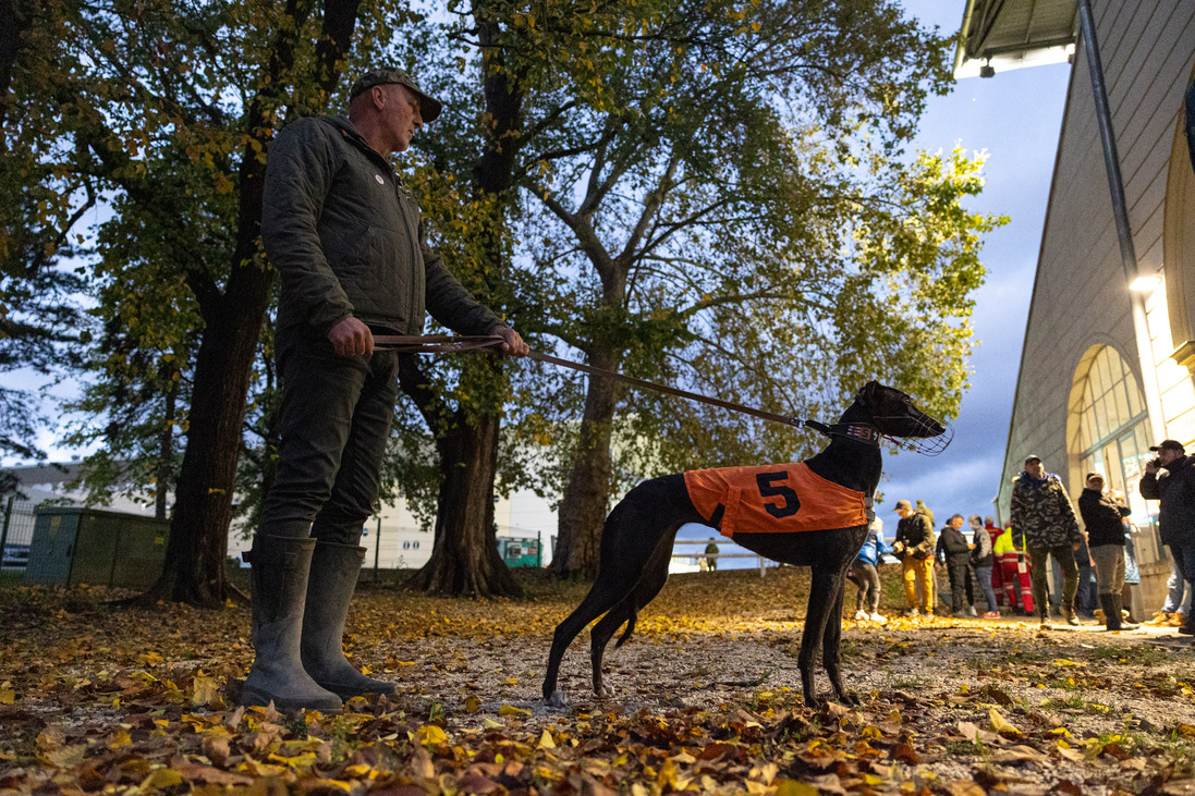 agár agárverseny etikus állattartás Kincsem Park Tenczel Gábor kutyatrainer