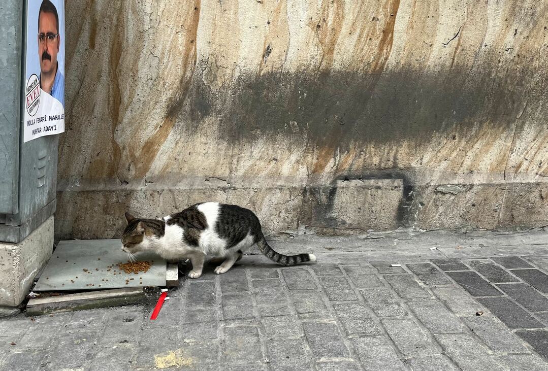 kutya Isztambul kóbor macska gazdátlan állat veszettség