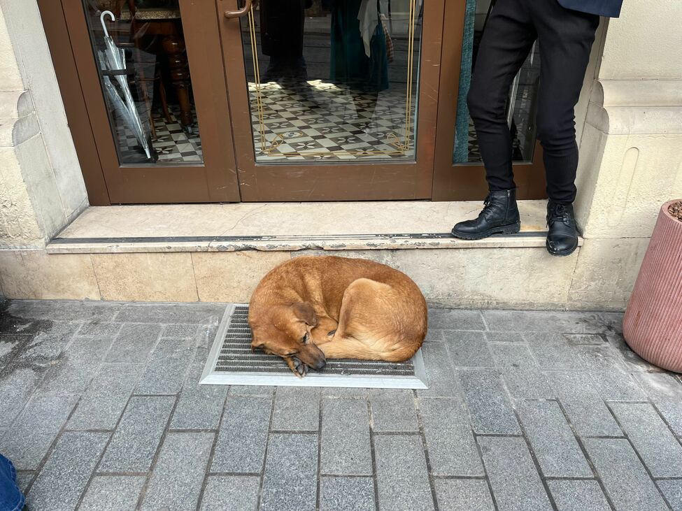 kutya Isztambul kóbor macska gazdátlan állat veszettség