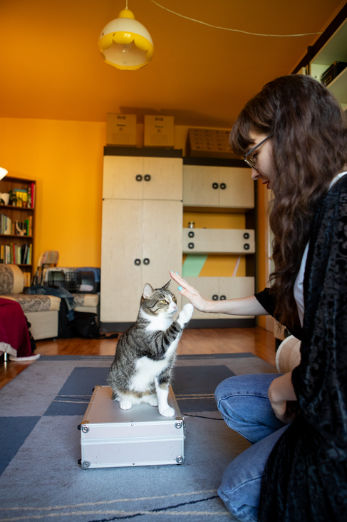 cica mentális egészség terápiás állat terápiás macska Terápiás és Segítő Macskákért Alapítvány
