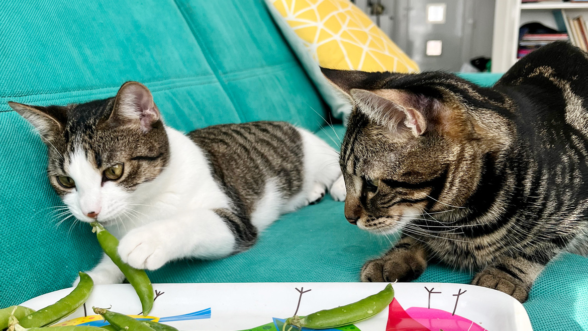 két már szinte felnőtt macska a kanapén, egy tálca borsóhéjjal