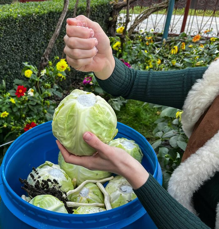 recept Erdély káposzta savanyúság Székelyföld savanyú káposzta