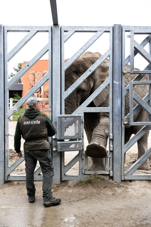 állatok állatvédelem állatkert vadaspark természetvédelem