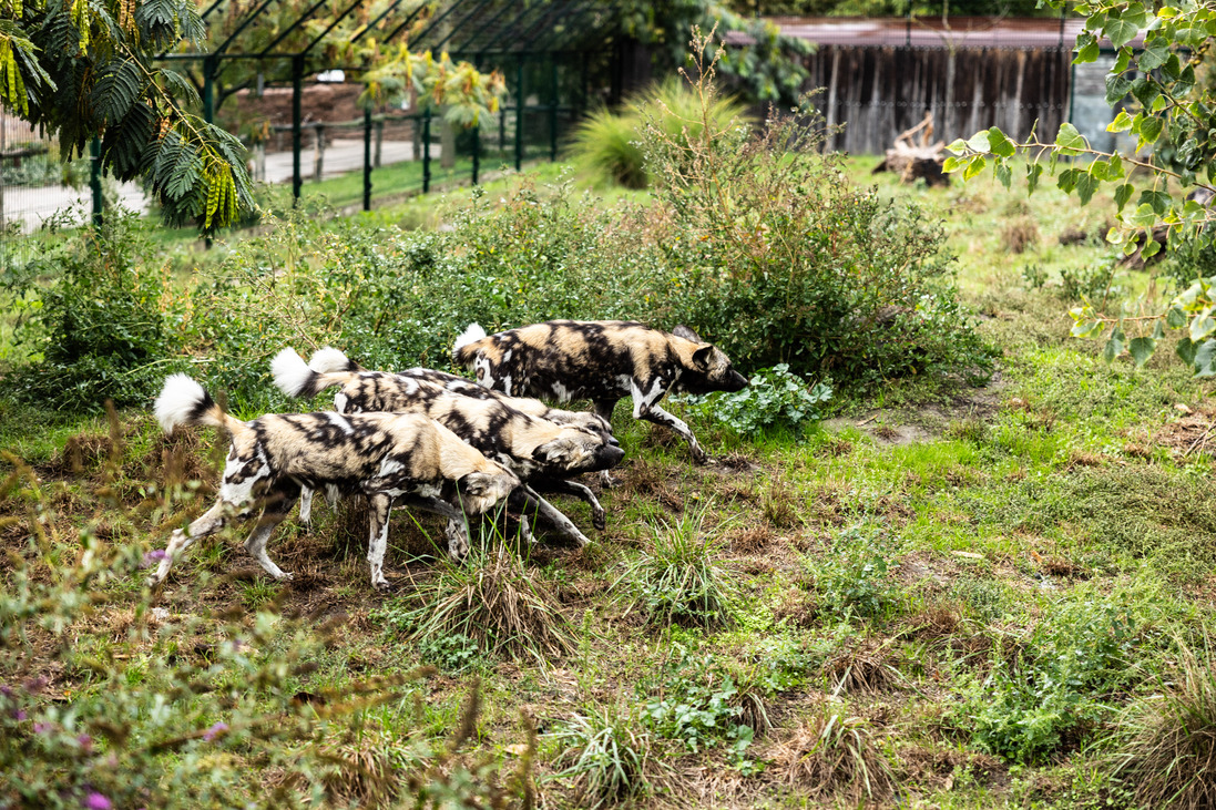 állatok állatvédelem állatkert vadaspark természetvédelem