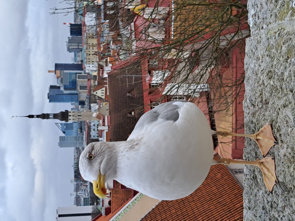 Véletlenül írtam egy könyvet Tallinn PÖFF Steven Seagull