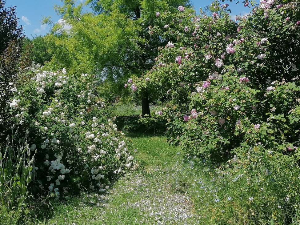 Lehetne mindenkinek másmilyen kertje, mégis trendeket követünk – interjú Androsovits Petrával