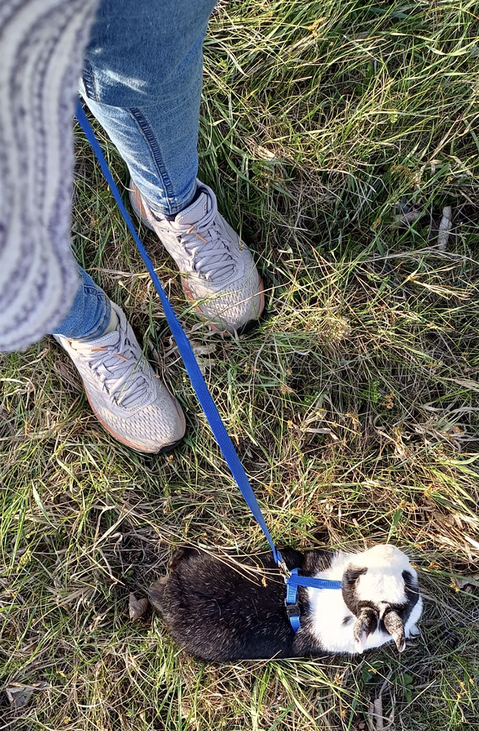 Rajong a kígyókért,fényképezett már hiúzt és a komfortzónája az egész világ ő Major Borbála, természetvédelmi mérnök, kutató, a Vipera Life projektmenedzsere