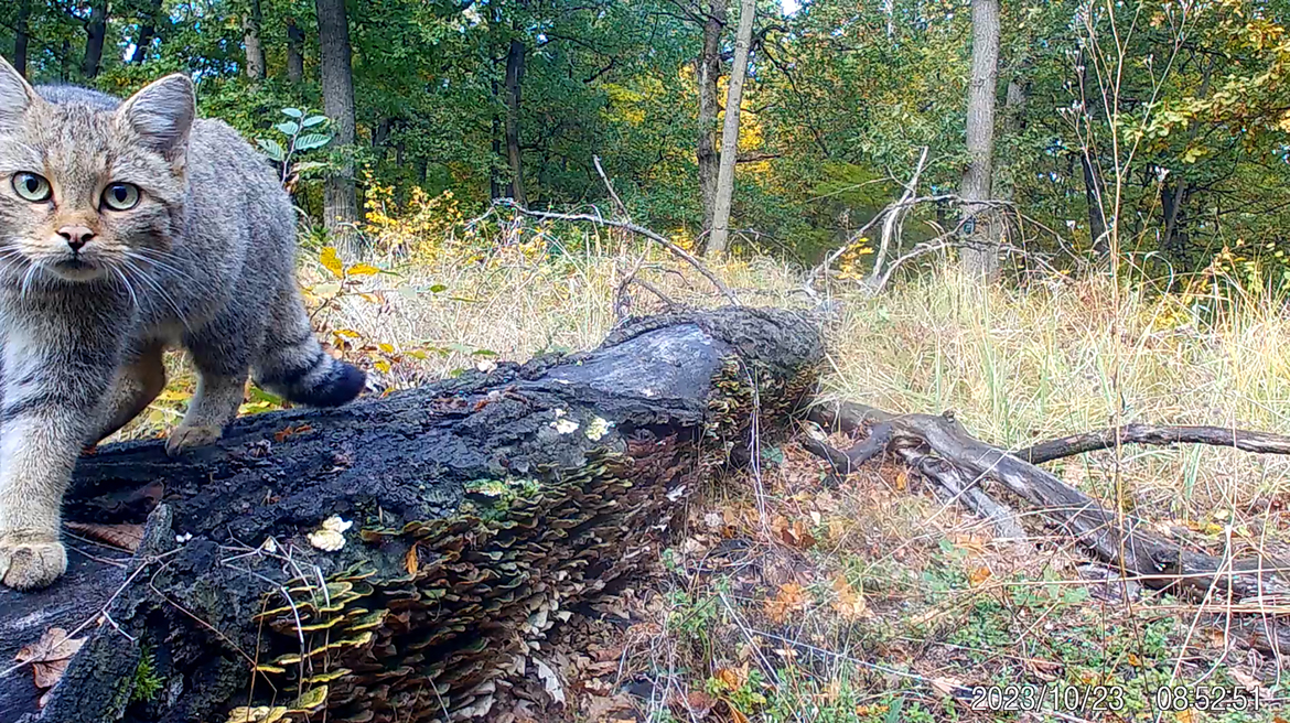 Rajong a kígyókért,fényképezett már hiúzt és a komfortzónája az egész világ ő Major Borbála, természetvédelmi mérnök, kutató, a Vipera Life projektmenedzsere