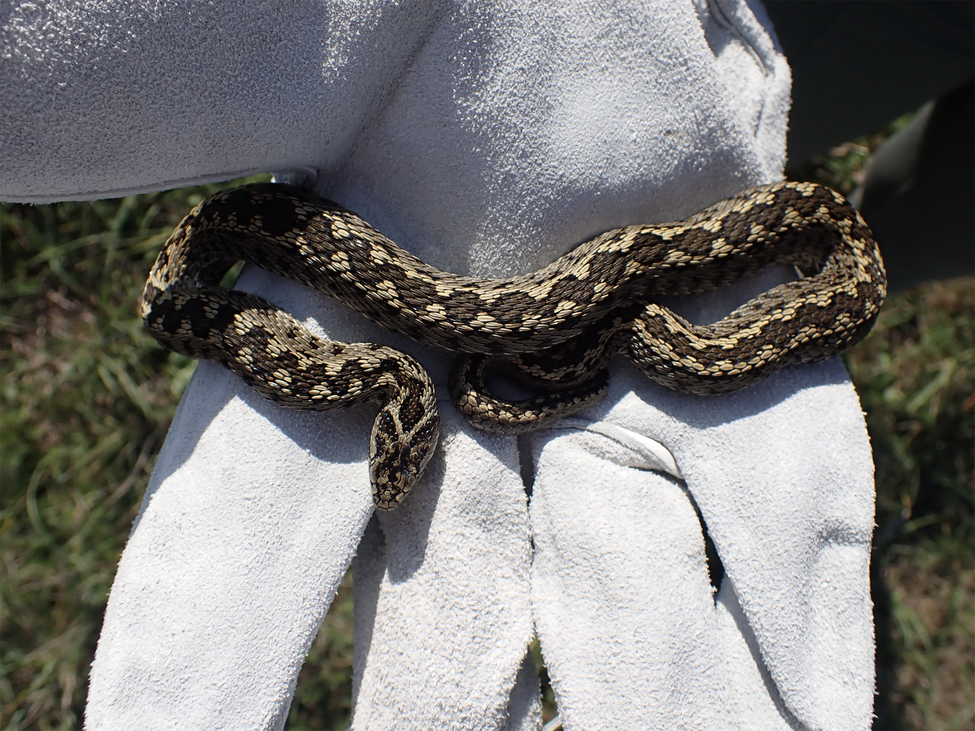 Rajong a kígyókért,fényképezett már hiúzt és a komfortzónája az egész világ ő Major Borbála, természetvédelmi mérnök, kutató, a Vipera Life projektmenedzsere