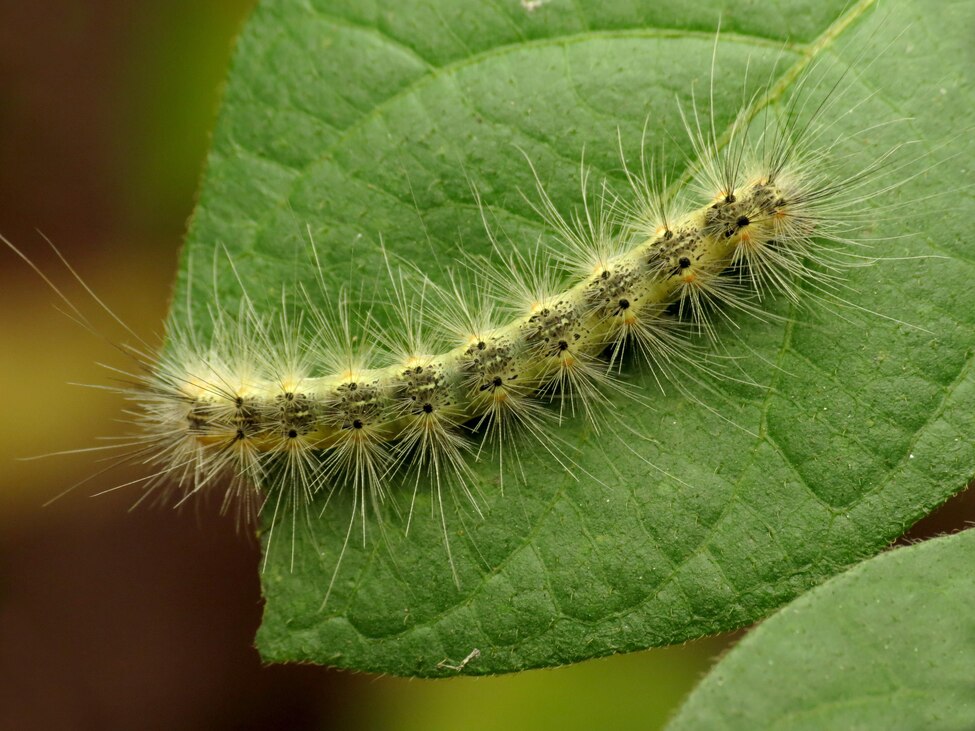 Amerikai fehérmedvelepke hernyója. Forrás: Wikipedia/Fall Webworm Anna a kertben: Segítség! Mik ezek a hálószövő hernyók, amik a bokrokat zabálják?