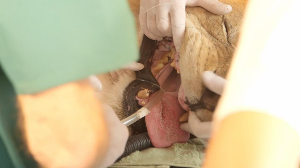 Fotók: Animal Defenders International