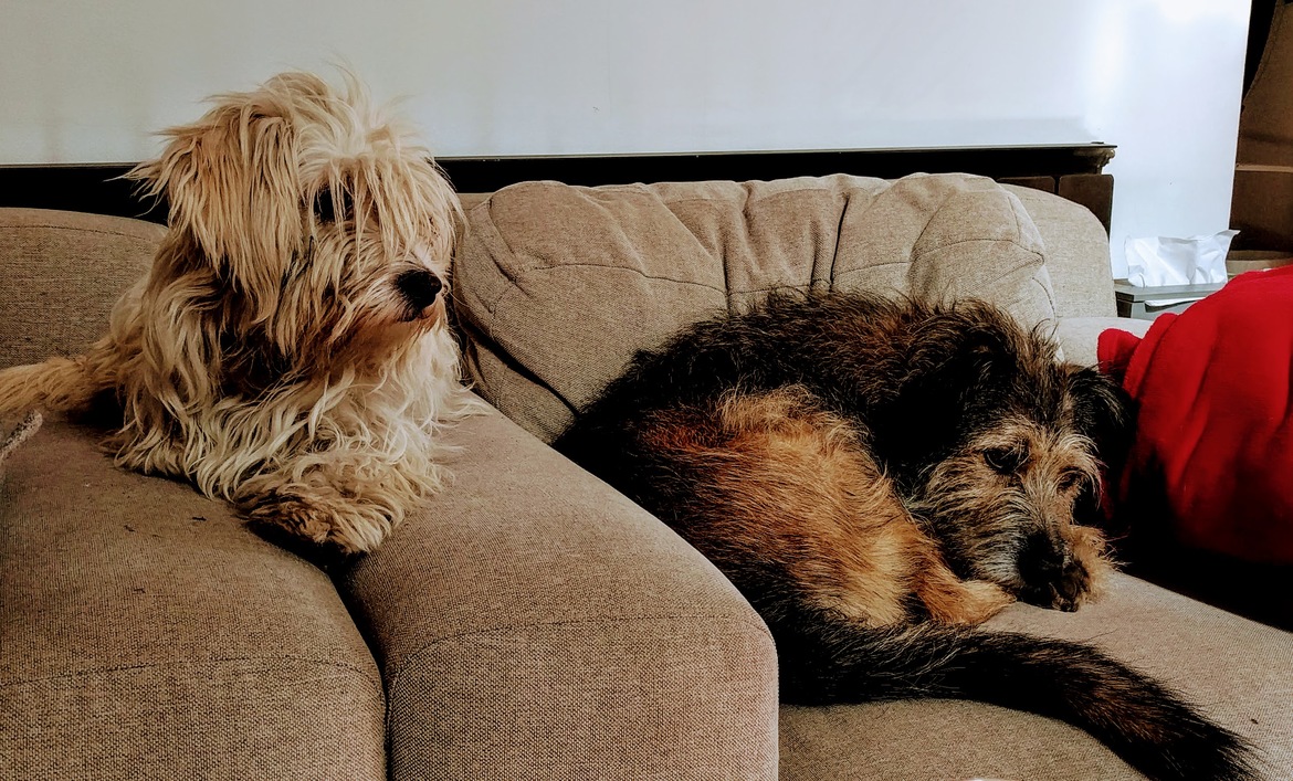 Két kutya fekszik a kanapén 