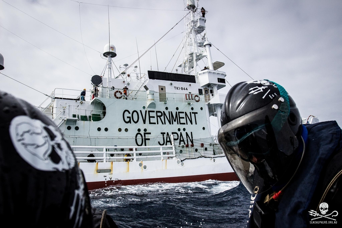 A japán kormány támogatja a kegyetlen gyakorlatot